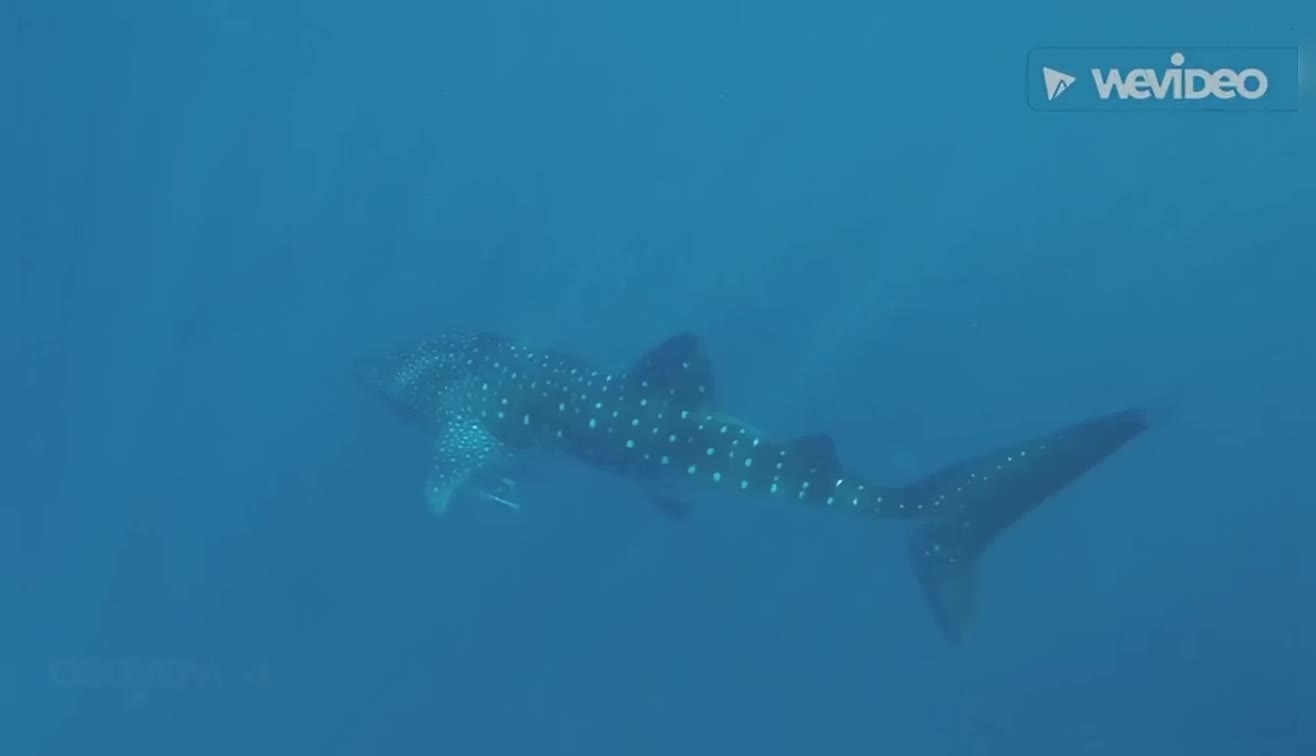 Great Whale Shark In Deep Ocean