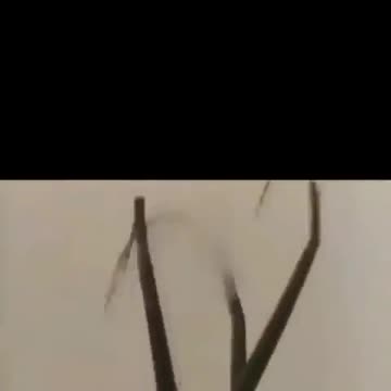 1992 Barcelona Olympic games opening ceremony...