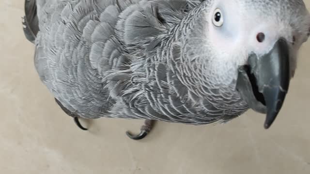 Jacko the parrot