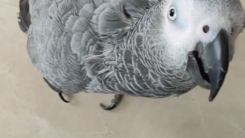 Jacko the parrot