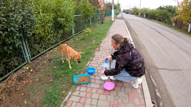 Small Stray dog is Catching up with me and Begging to Help him