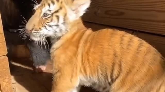 Cute Baby tiger playing with his friends 💙😍