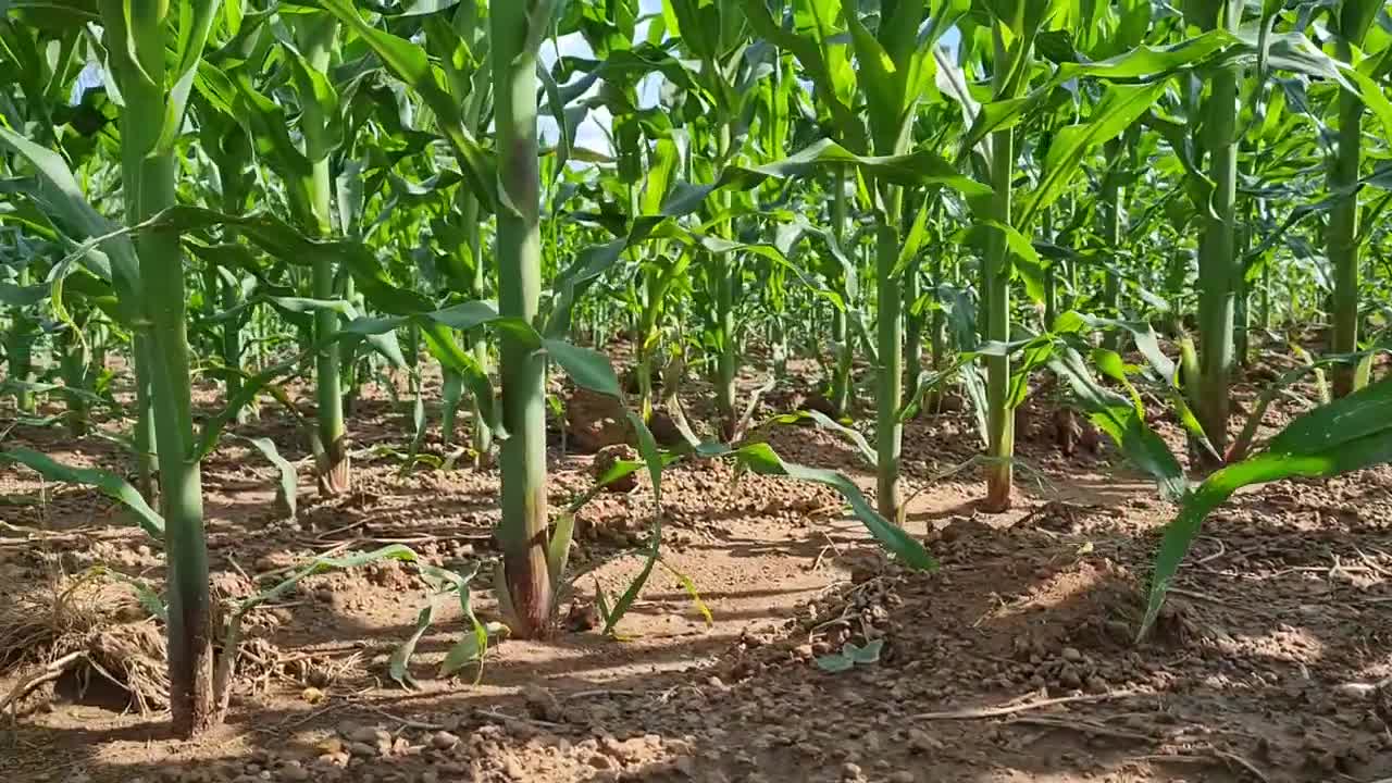 Tinga Tinga herbicide in maize weeding