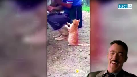 funny video