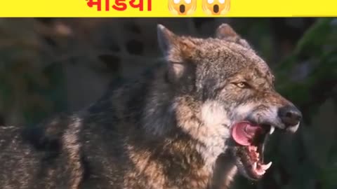 भेड़िया गांव में आया // wolf came to the village