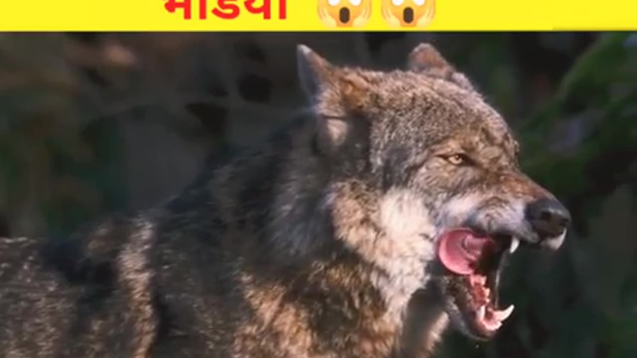 भेड़िया गांव में आया // wolf came to the village