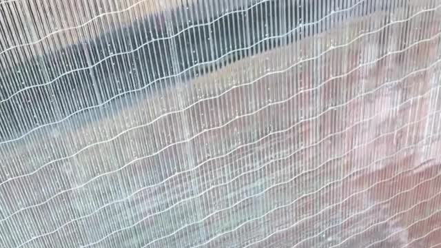 Cute Cats Playing #79