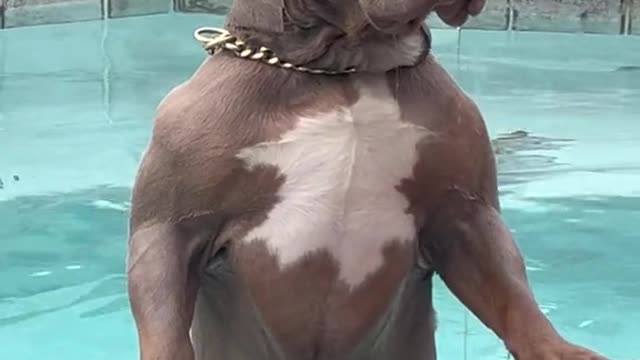 Our pet shark is upset because nobody wants to swim with him @
