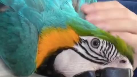 beautiful parrot