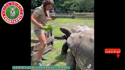 Monkey 🐒🐒 Bird 🐦🕊️ Animals - Funny and Cute - Animal video # 0211 Tik Tok Animals Funny..