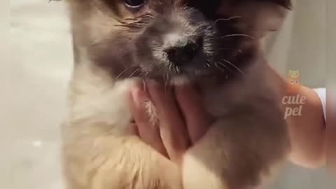 Dog funny shorts videos