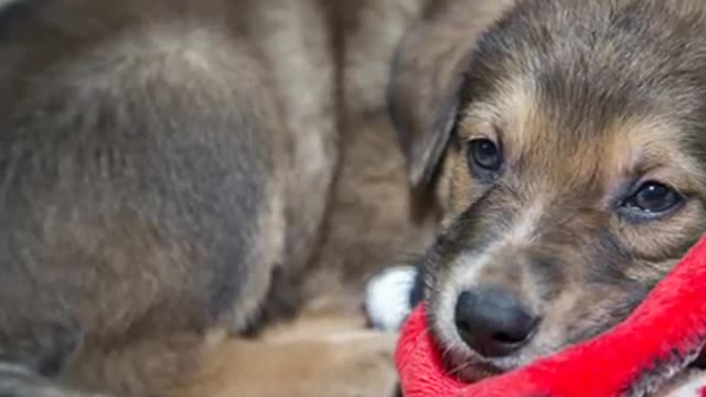 The cone is waiting for the owner!