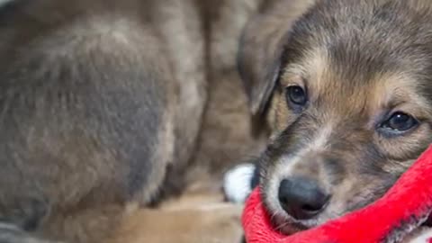 The cone is waiting for the owner!