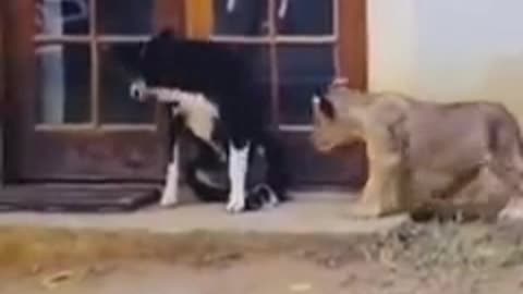 Funny animals video funny cats funny dogs funny cats and dogs video