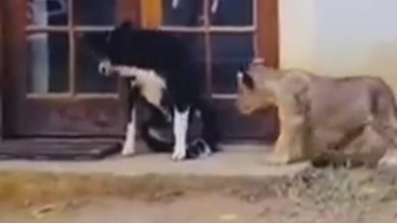 Funny animals video funny cats funny dogs funny cats and dogs video