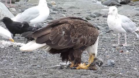 Bald Eagle Walking