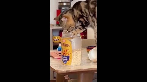 Craziest and funny cats funny moves.🤣🤪