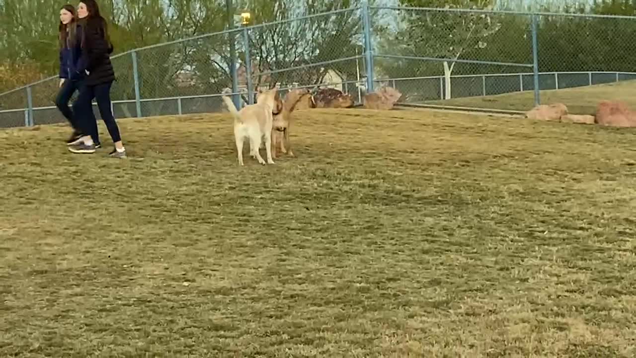 Hutch at the dog park