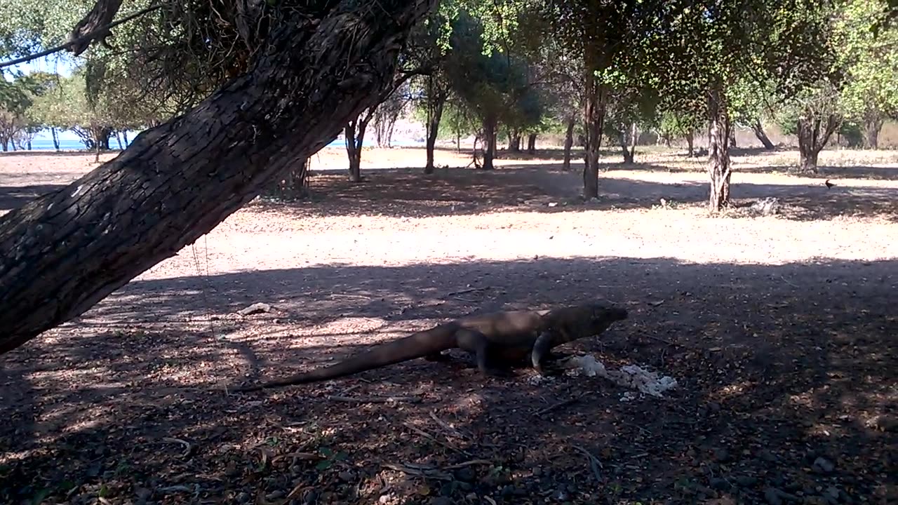 KOMODO DRAGON - Don't Get Too Close #INDONESIA