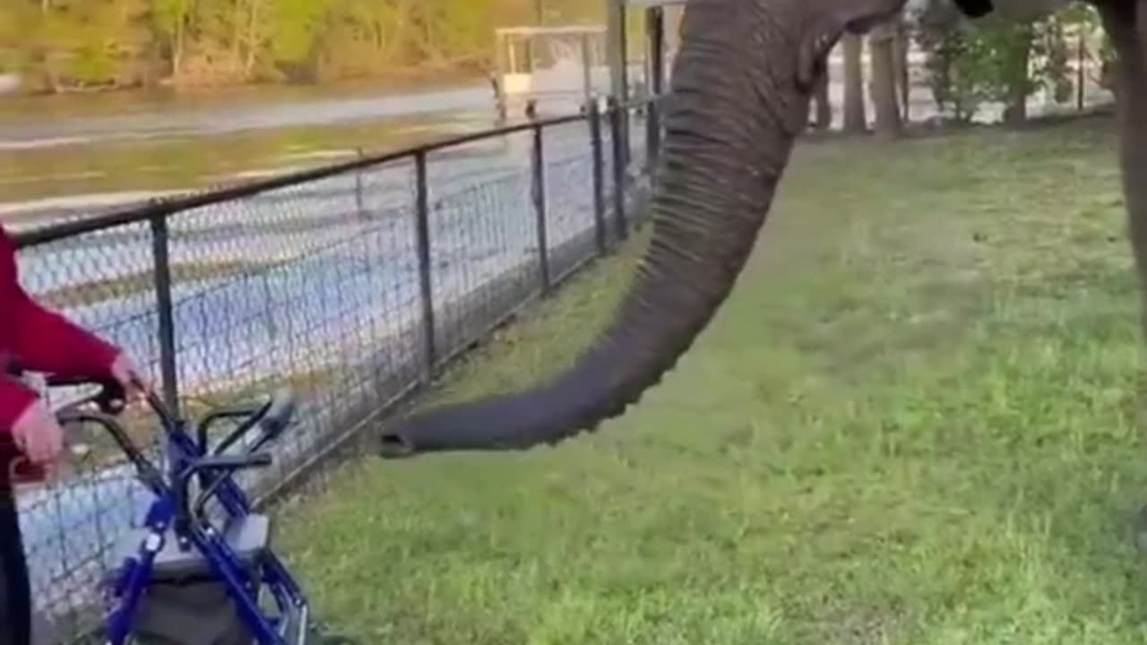 Funny videos animals