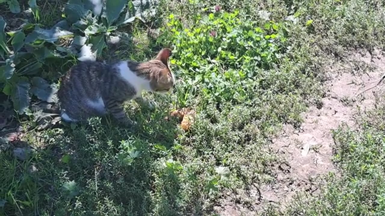 I gave the cute cat some cooked chicken.