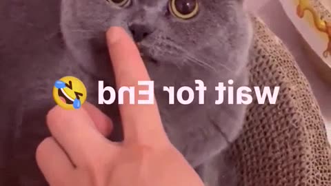 Funniest Animals 05