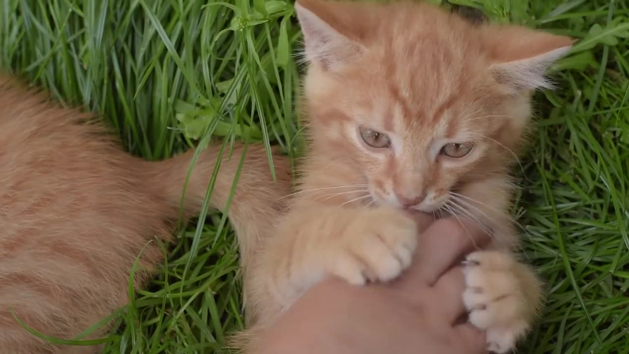 Cute cat play with hand