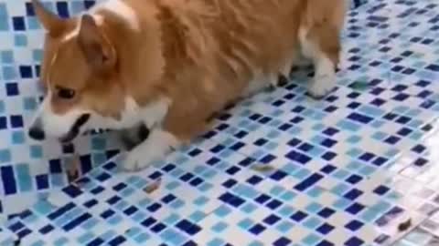 Little fat Corgi began to learn to swim to lose weight!