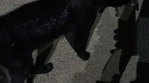 I love cats, they are so cute