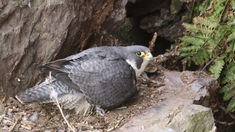 The Brutal Hawk Rips Wild Animals| Summary Of Hawk's Most Terrifying Attacks With Wild Animals