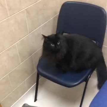 Clumsy Cat Makes A Mess Of The Vet's Office