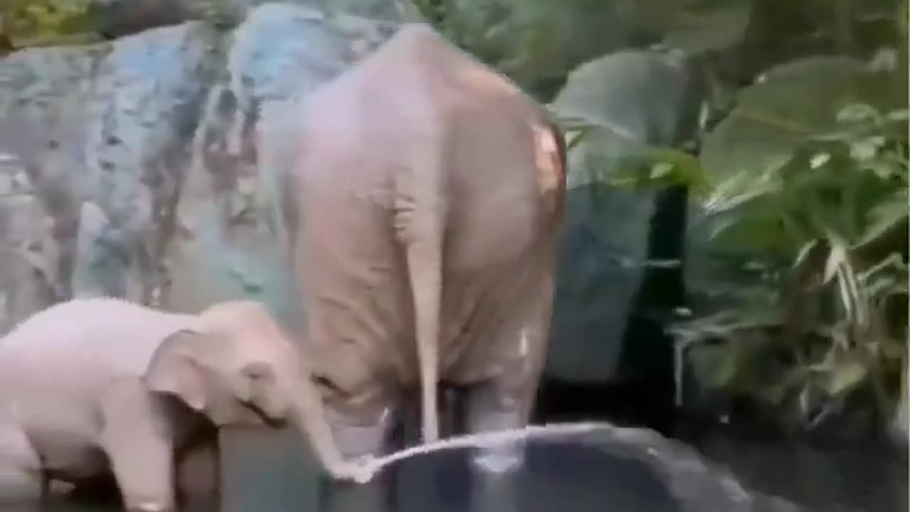 A baby Elephant has just learned to spray water with its trunk. 💕😂