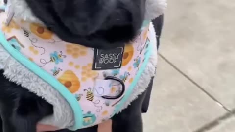 worldofpugs for more adorable pugs! ♥️ Credit IG @little_pug_beatrix