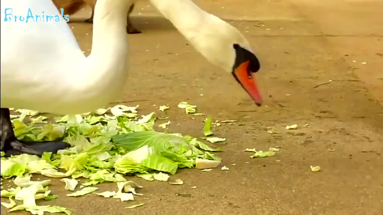 FUNNY BIRDS, fun with animals | FUNNY BIRDS, funny animals