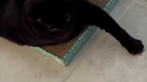 Cute Precious Piper Stretches Out When Tuffet Sitting - Adopting a Cat from a Shelter Vlog #shorts