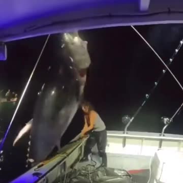 Giant bluefin landed solo by a woman off the coast of Hampton Beach