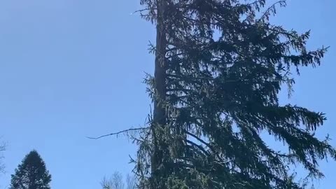 HALF A TREE