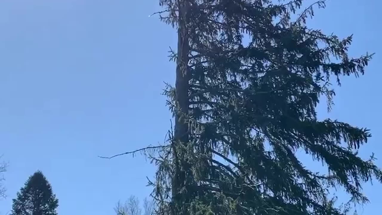 HALF A TREE