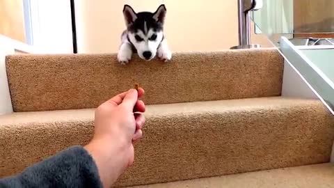 Husky vs stairrs