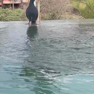 This Must Be A Male Pigeon 😜🐦