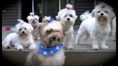 ★Happy 4th of July! Proud to be American Pets!★