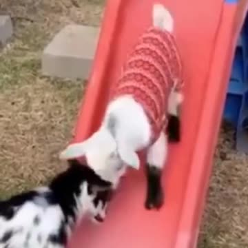 Funny moments gote animal 😄