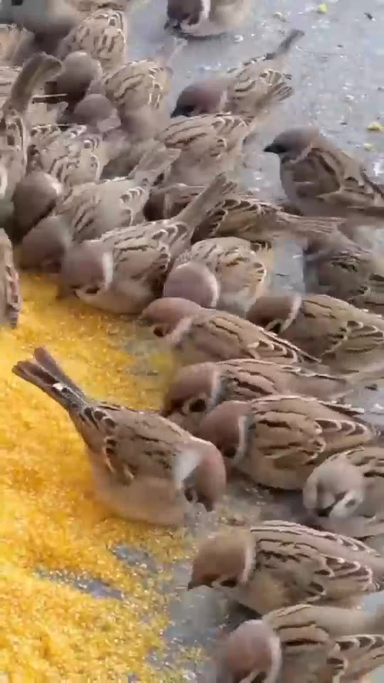 Pet Cats Beautiful Bird And Animal 4K HD Adorable Photography By Nature.