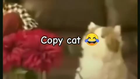 Copy cat