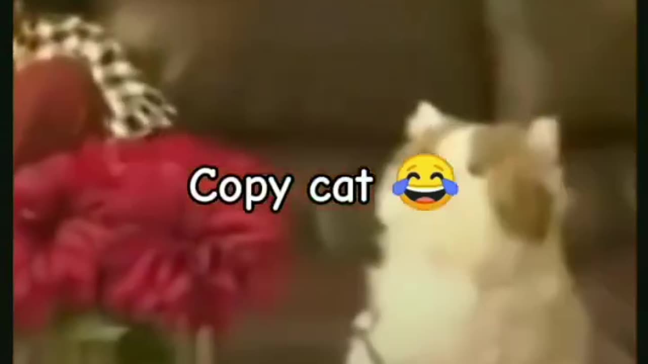 Copy cat