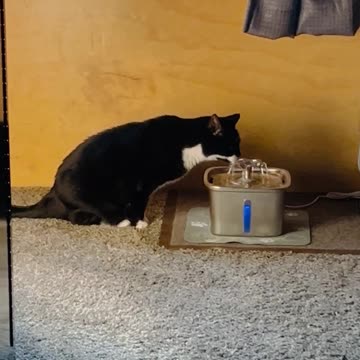 A cat likes drinking from the bubbler