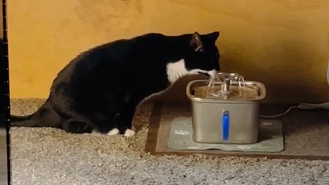 A cat likes drinking from the bubbler