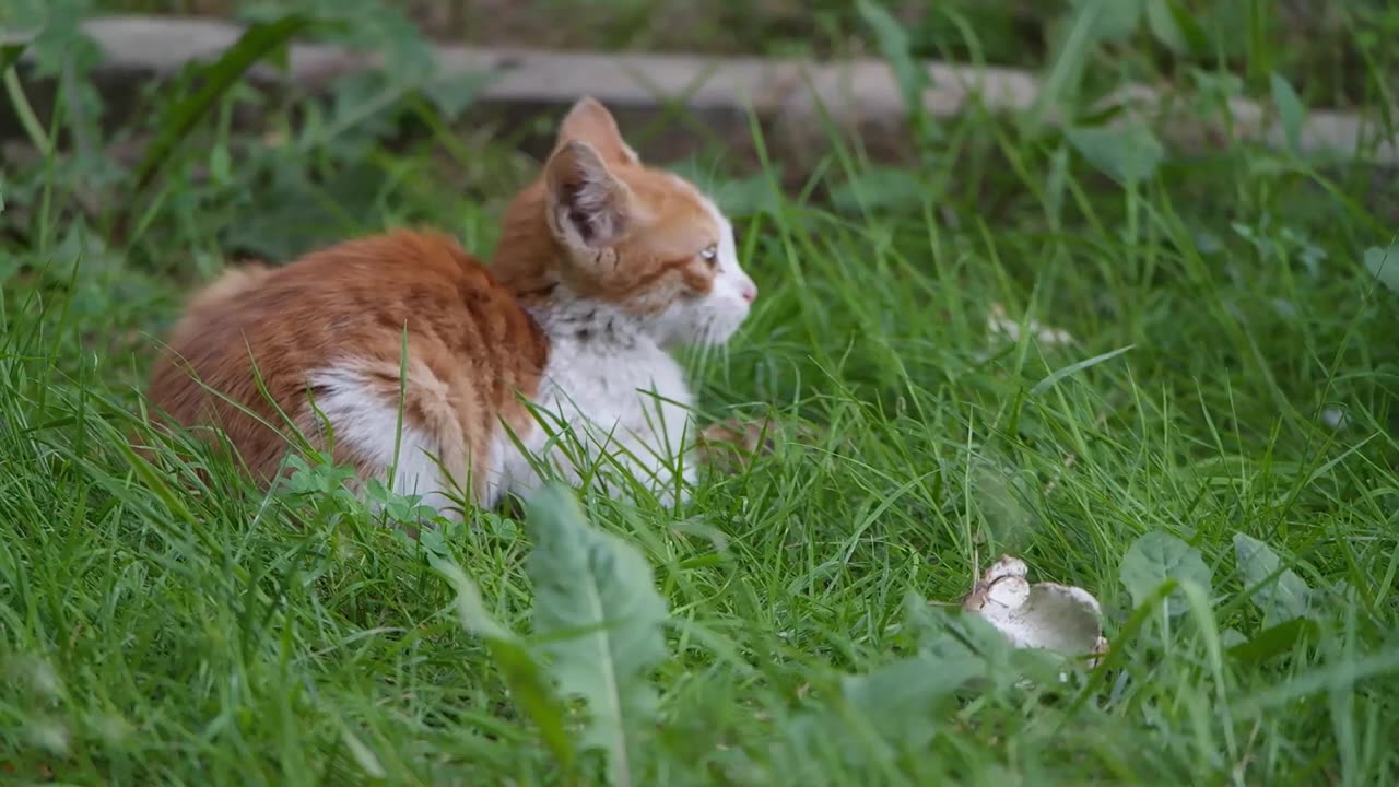 Cat funny video