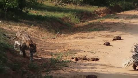 Danger Animals