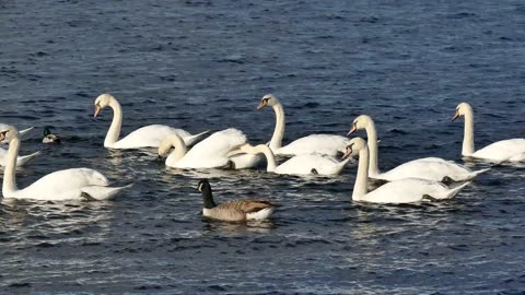 Beautiful ducks enjoying in lake during sunny day